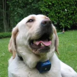 Collier anti aboiement canicalm