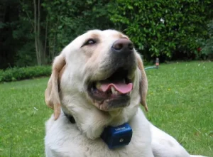 Collier anti aboiement canicalm